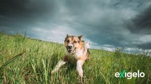 tabla-indemnizacion-mordedura-perro