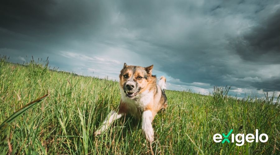 tabla-indemnizacion-mordedura-perro